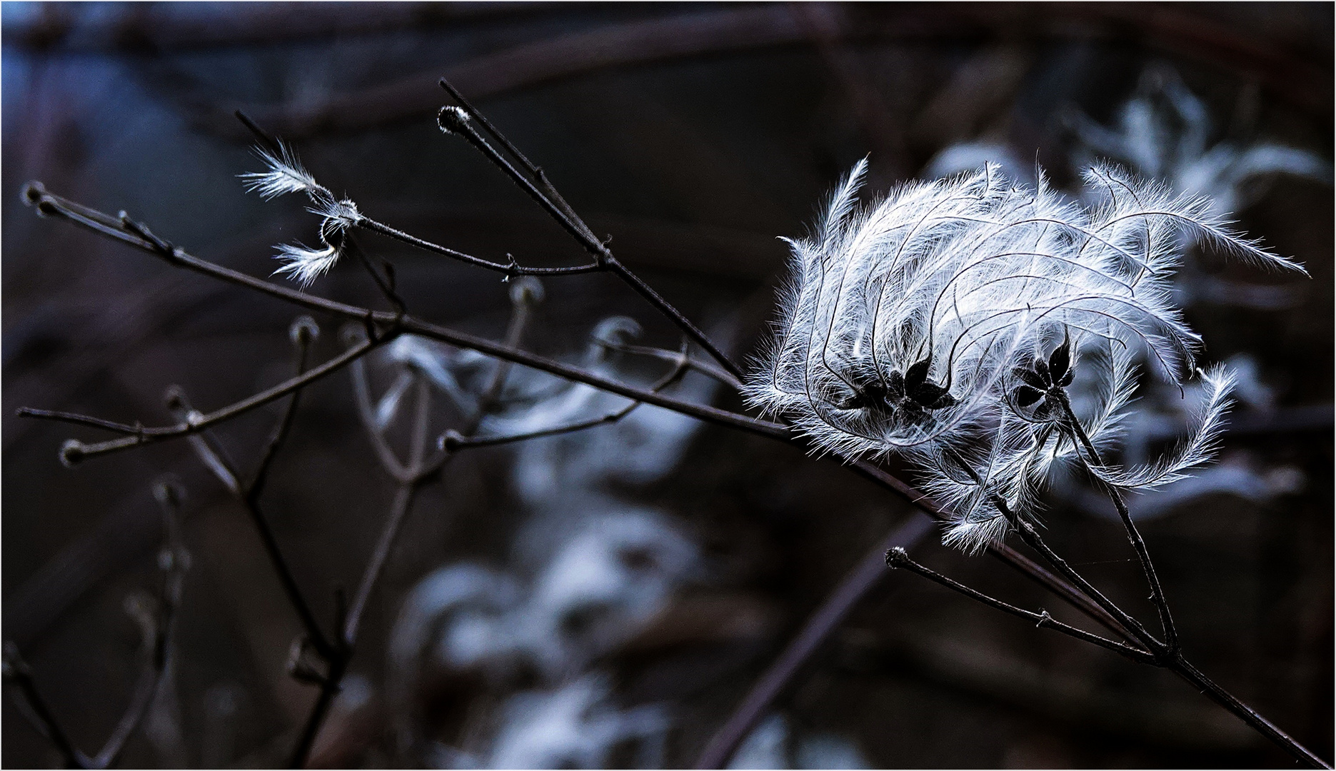 Clematis...