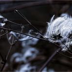 Clematis...