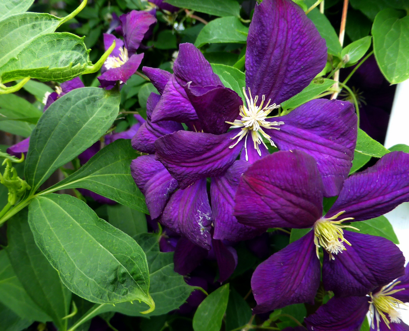 Clematis