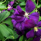 Clematis