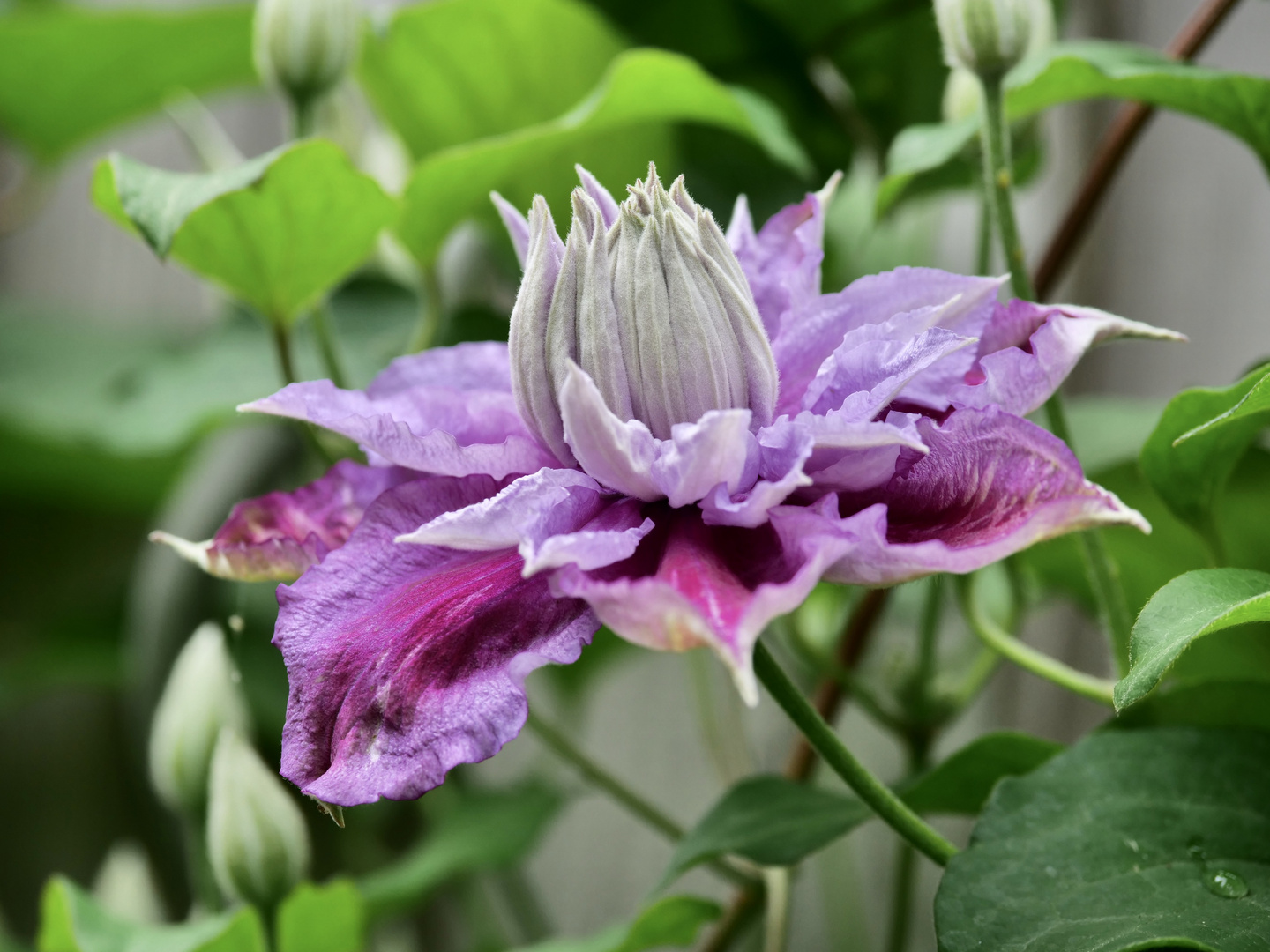 Clematis