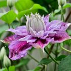 Clematis