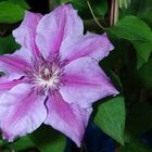 Clematis