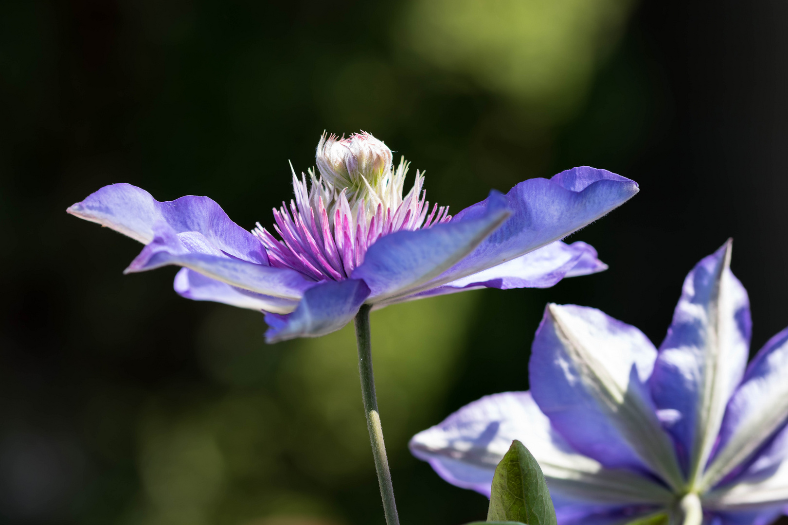 Clematis