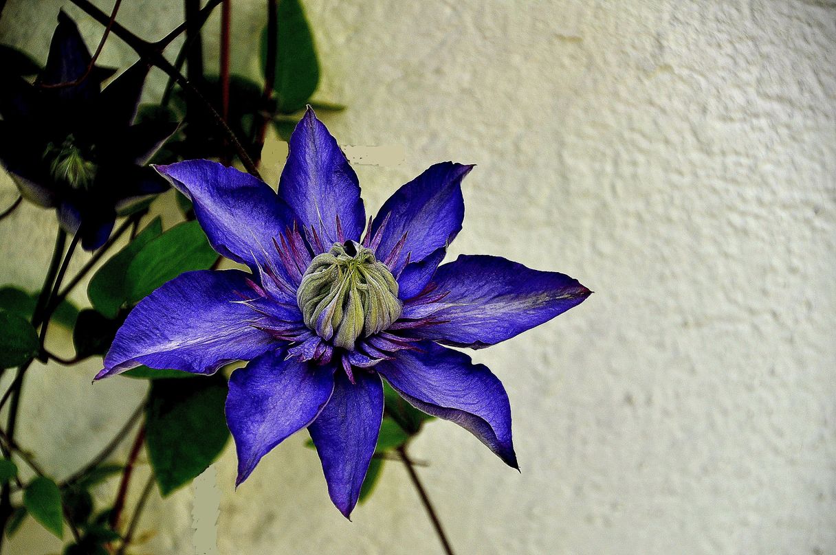 Clematis