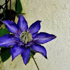 Clematis