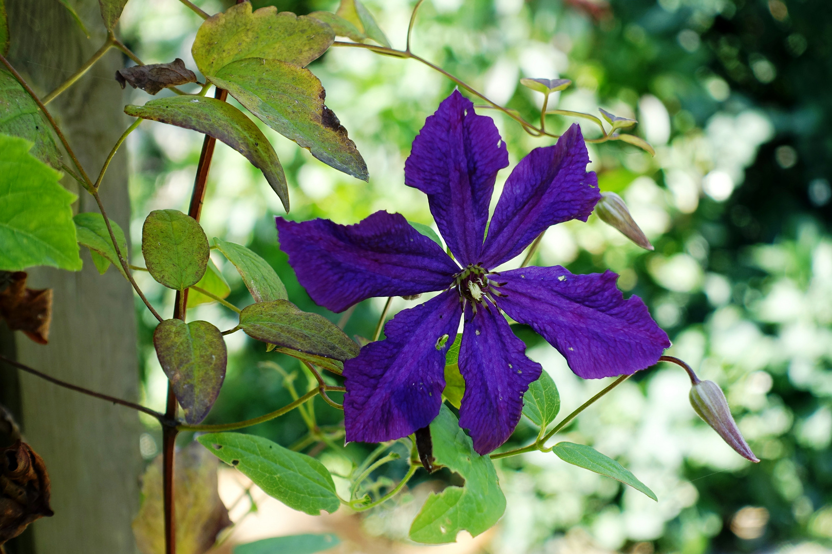 Clematis