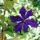 Clematis