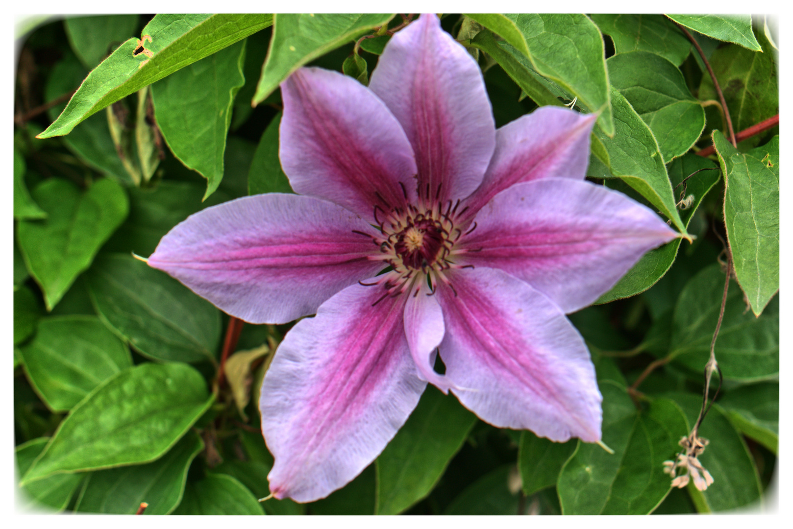 Clematis