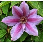 Clematis