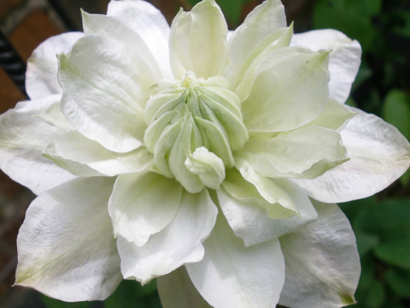 Clematis