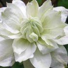 Clematis