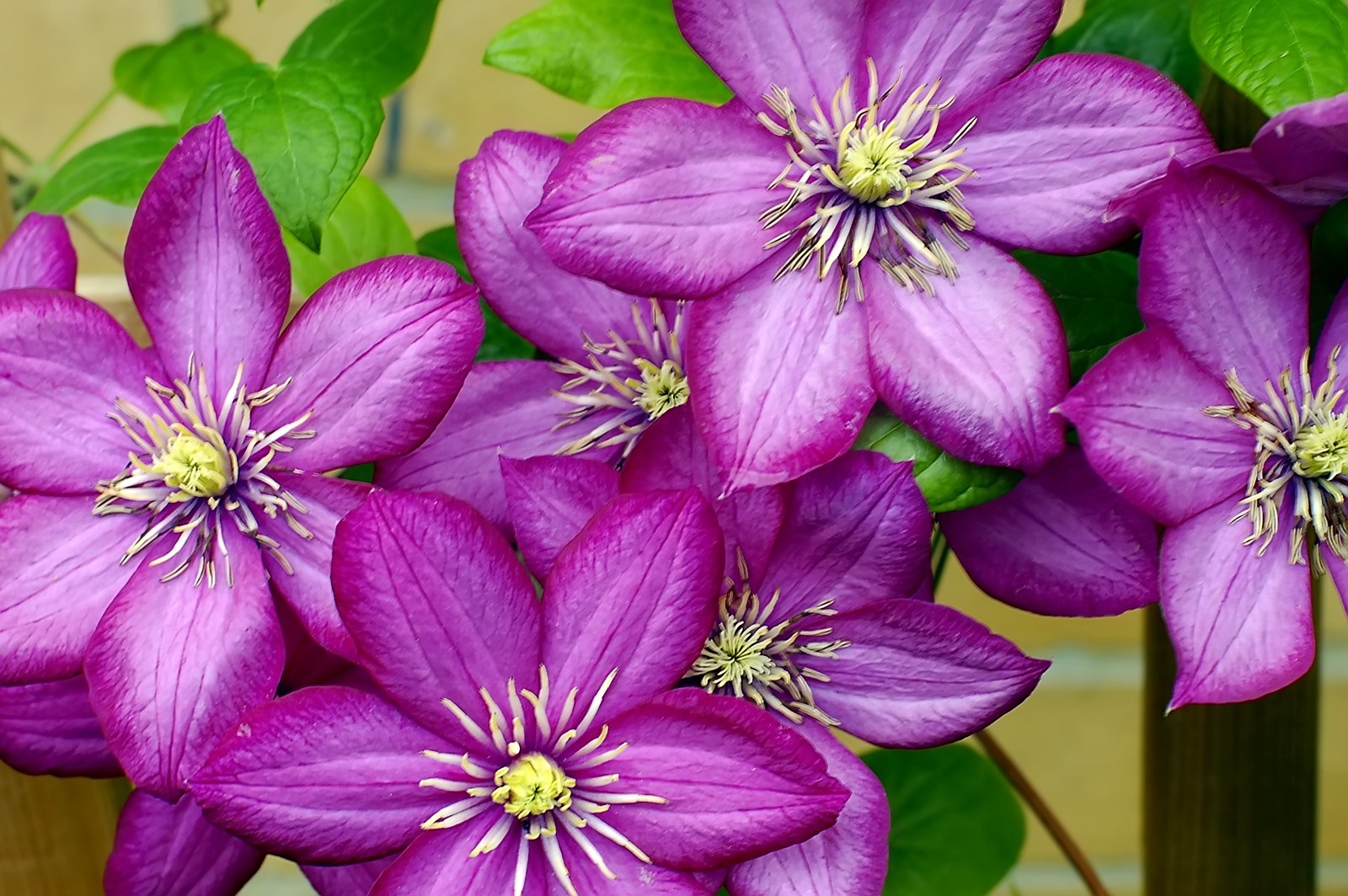 Clematis