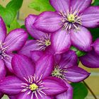 Clematis