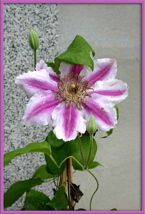 Clematis