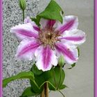 Clematis