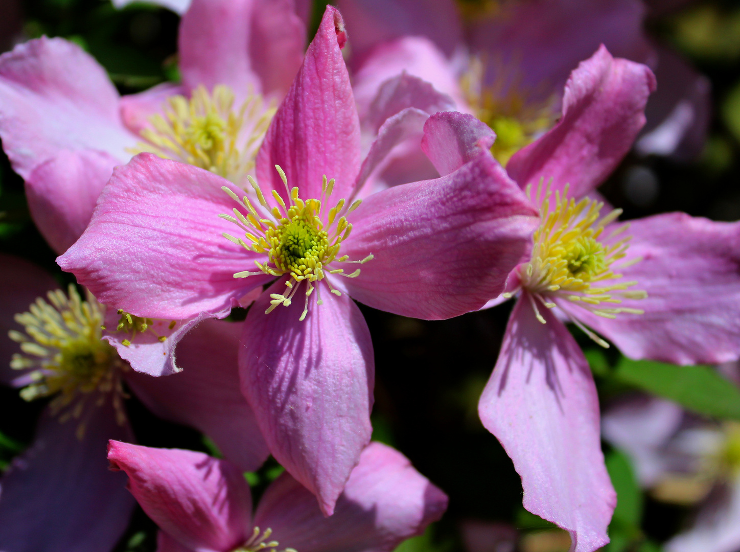 Clematis .....