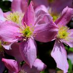 Clematis .....