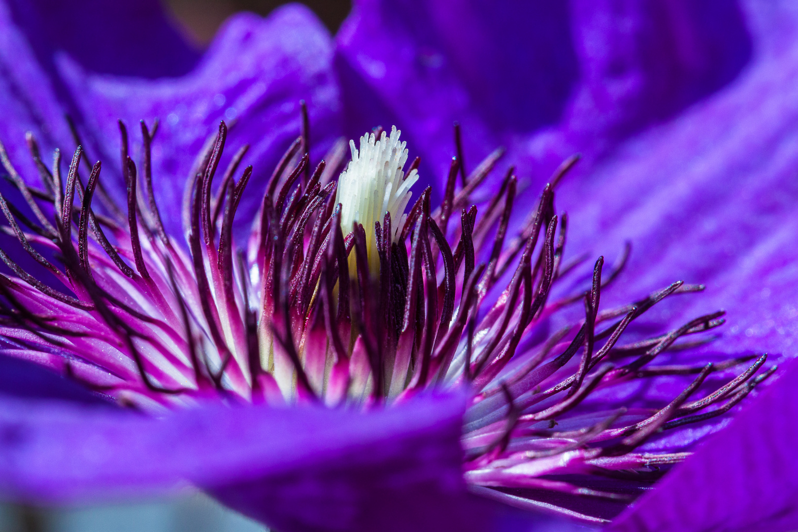 Clematis