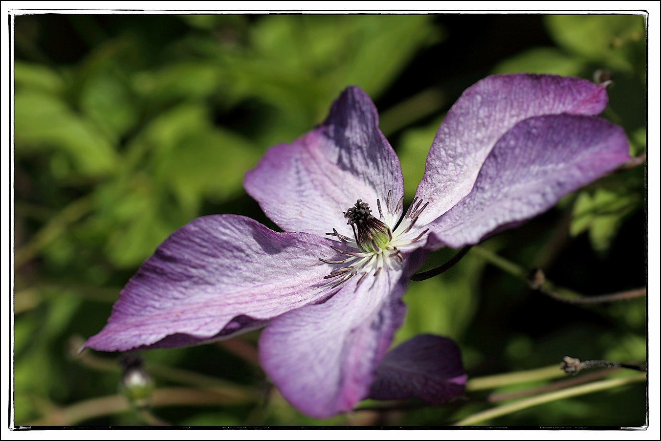 Clematis