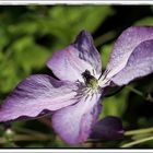 Clematis