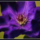 Clematis