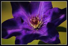 Clematis