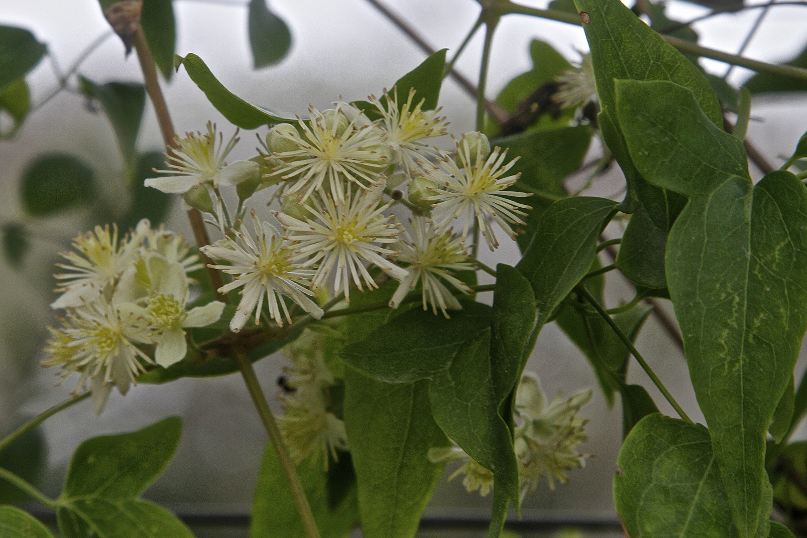 Clematis / Barba de viejo / Cabello de ángel