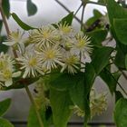 Clematis / Barba de viejo / Cabello de ángel