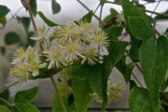 Clematis / Barba de viejo / Cabello de ángel