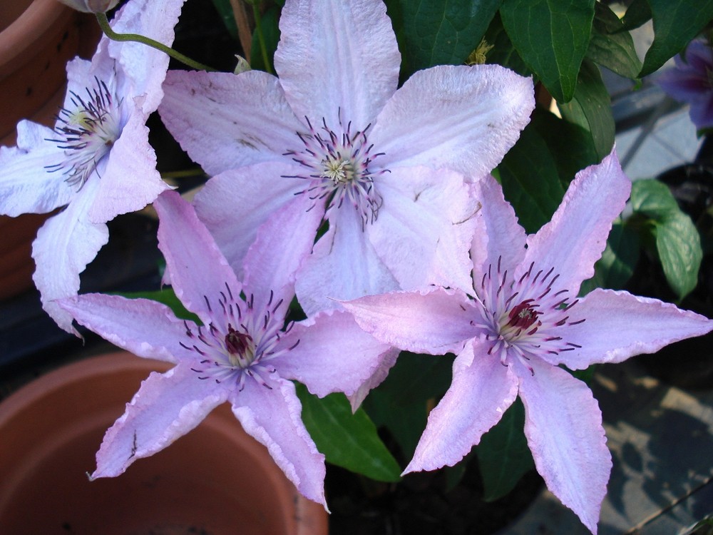 Clematis