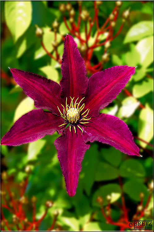 Clematis ²