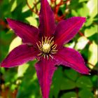 Clematis ²