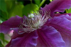 Clematis