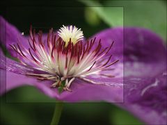 Clematis