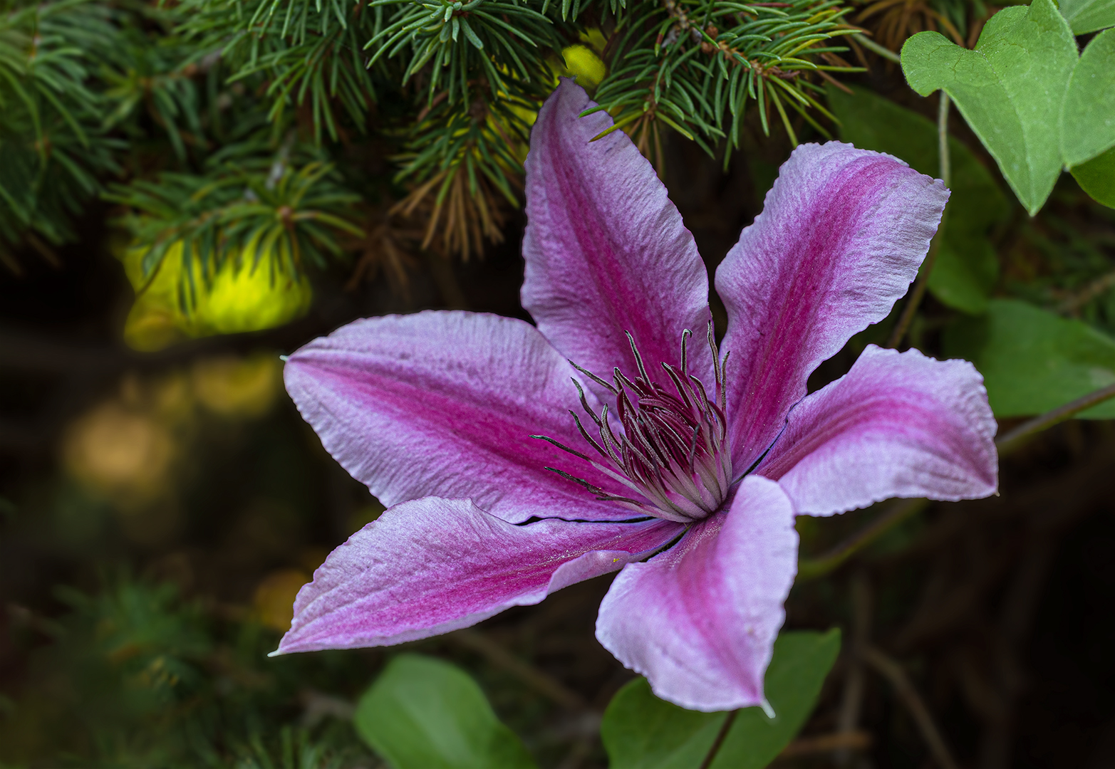 Clematis