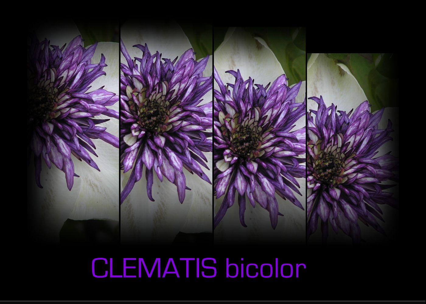 Clematis