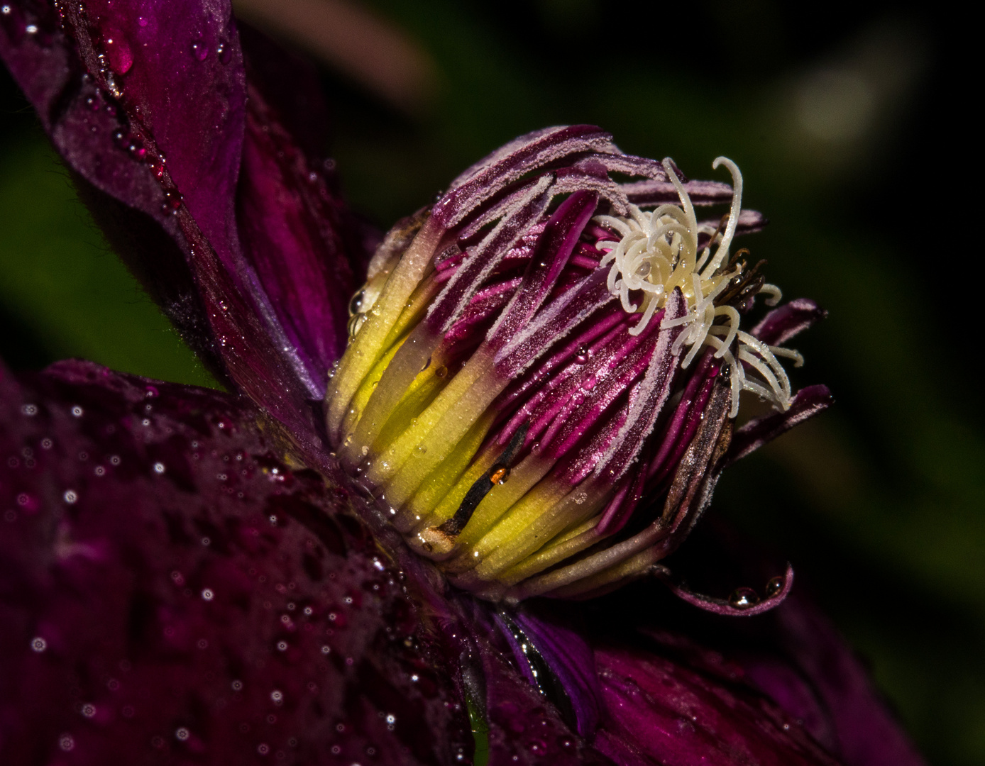 Clematis Bei Gewitter