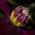 Clematis Bei Gewitter