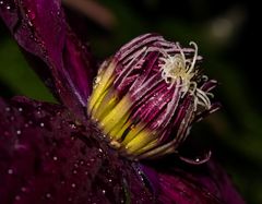 Clematis Bei Gewitter