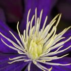 Clematis bei Nacht