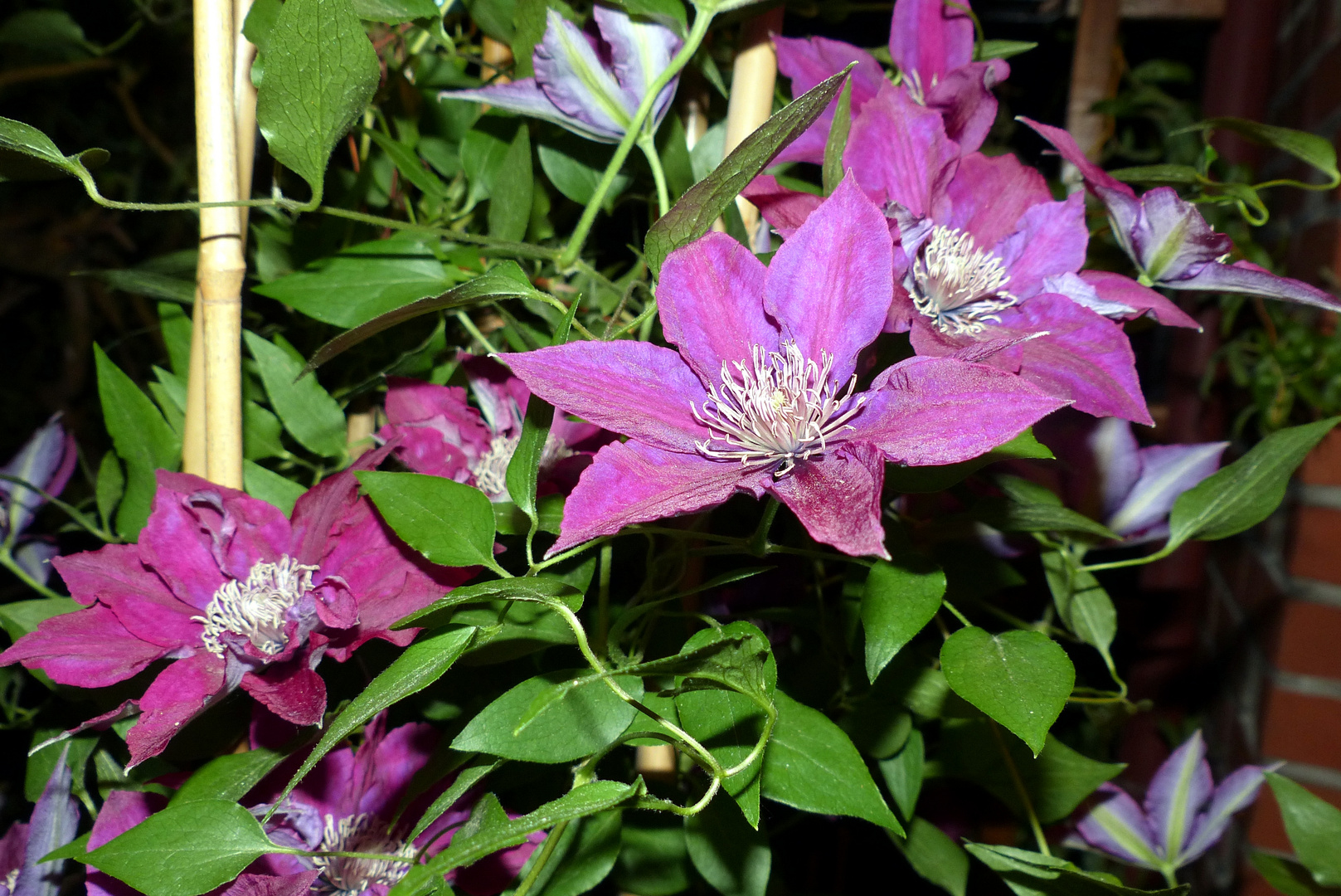 Clematis bei Nacht