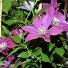 Clematis bei Nacht