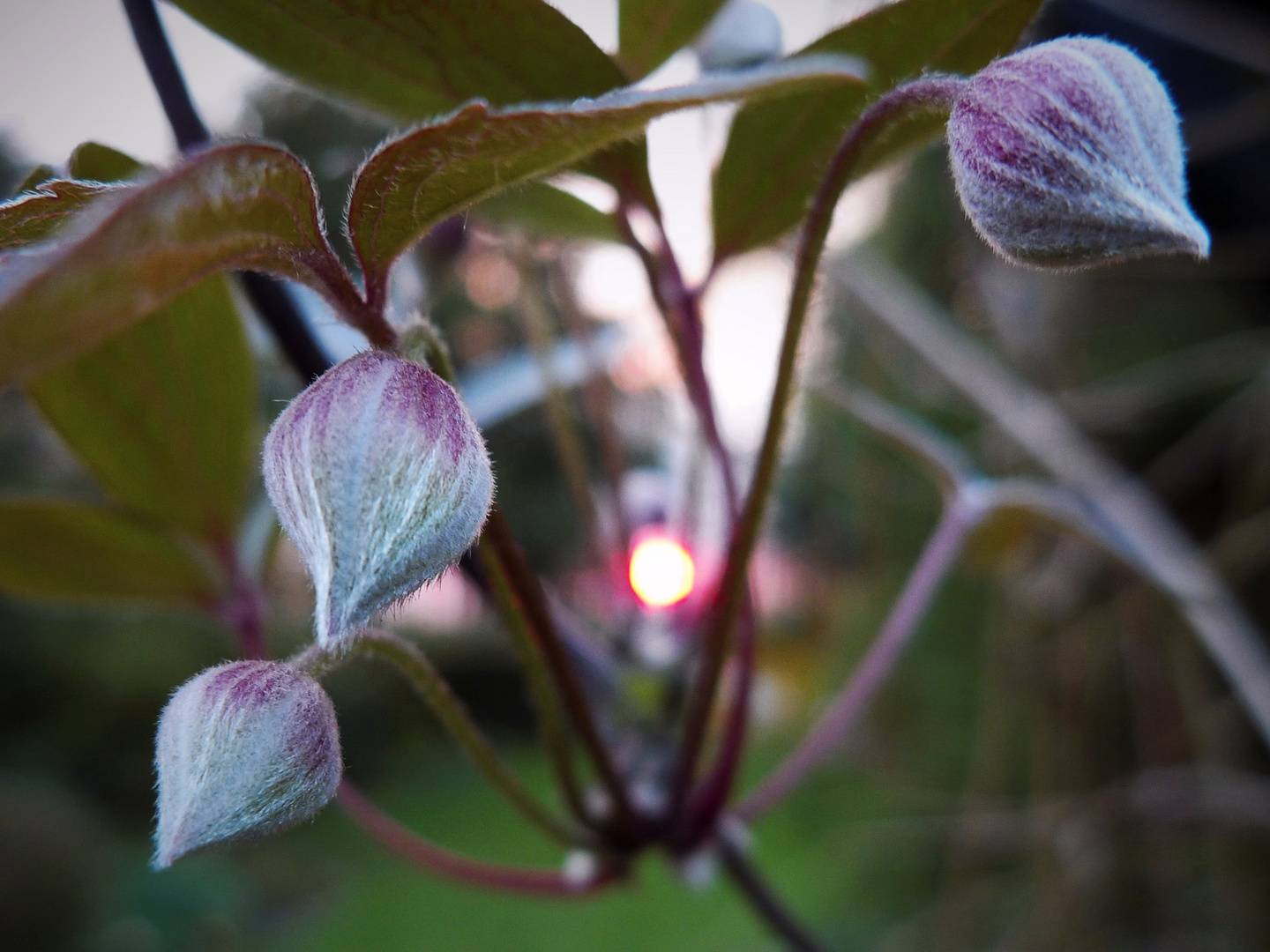 Clematis bei Sonnenuntergang