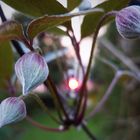 Clematis bei Sonnenuntergang