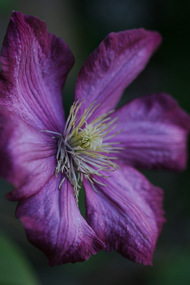 Clematis bei unserem Nachbarn