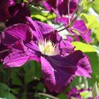 Clematis beim Sonnenbaden