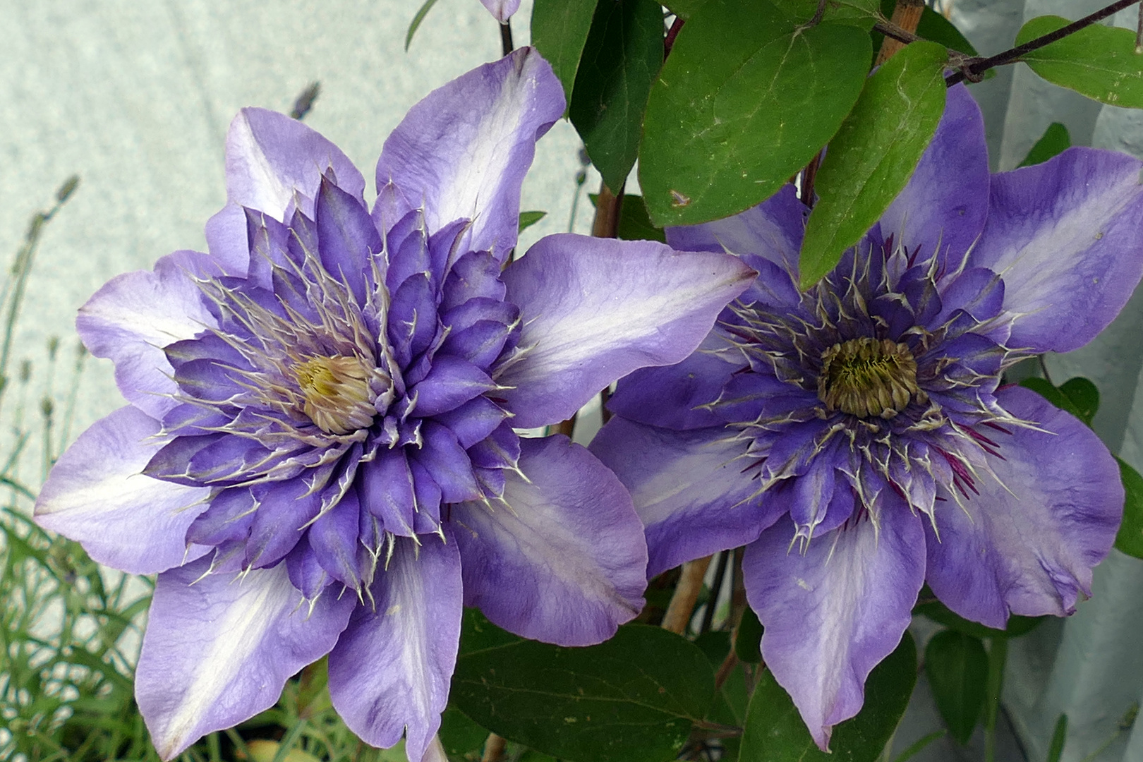 Clematis