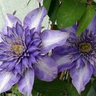 Clematis