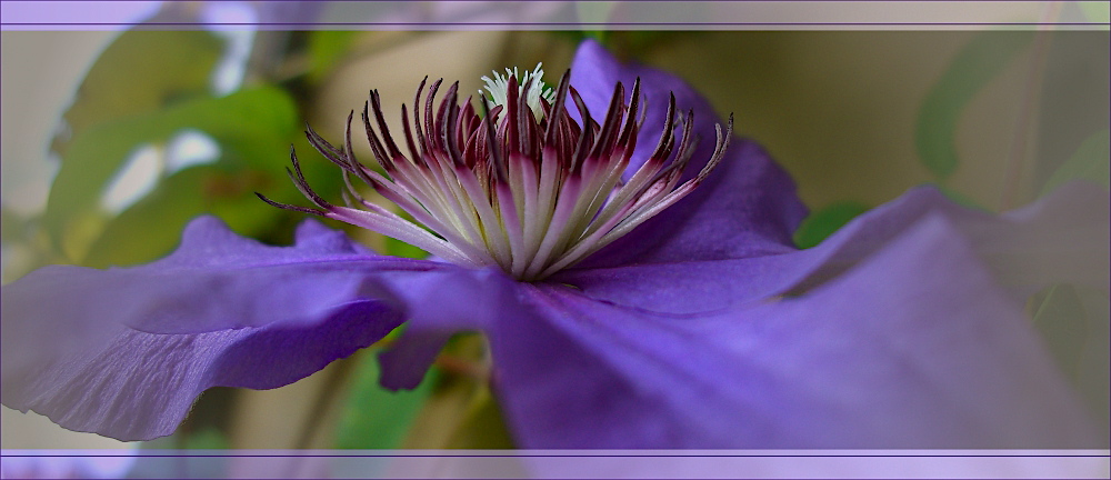 Clematis